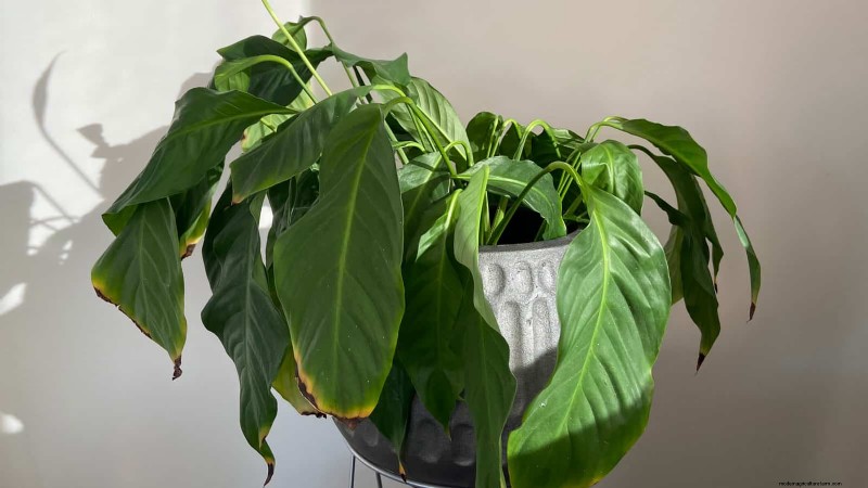 Is Your Peace Lily Not Thriving? 7 Signs It Needs More Light