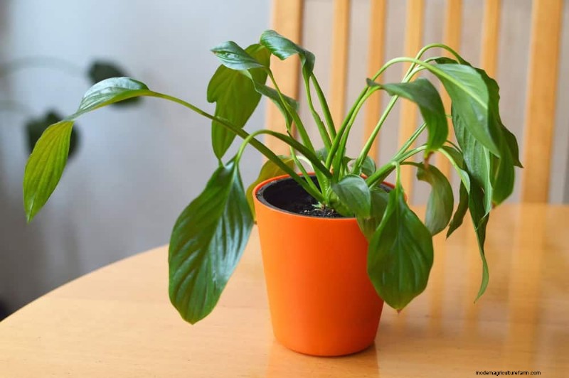 Is Your Peace Lily Not Thriving? 7 Signs It Needs More Light