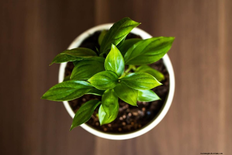 Is Your Peace Lily Not Thriving? 7 Signs It Needs More Light