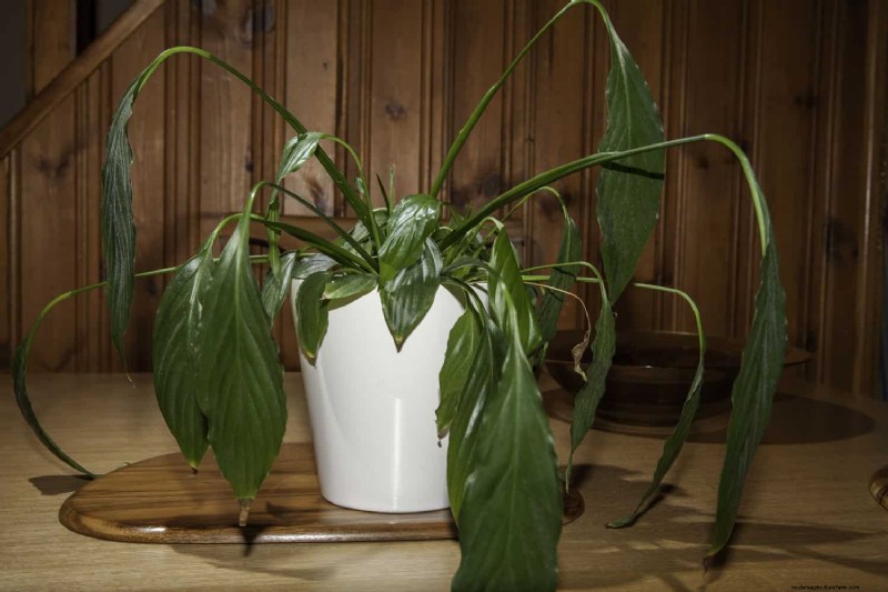 Is Your Peace Lily Not Thriving? 7 Signs It Needs More Light