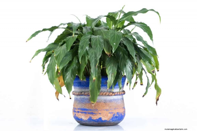 Is Your Peace Lily Not Thriving? 7 Signs It Needs More Light