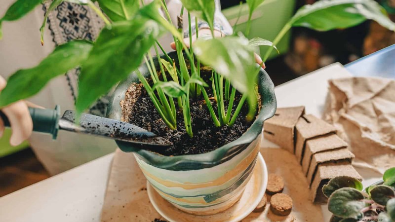 Is Your Peace Lily Not Thriving? 7 Signs It Needs More Light