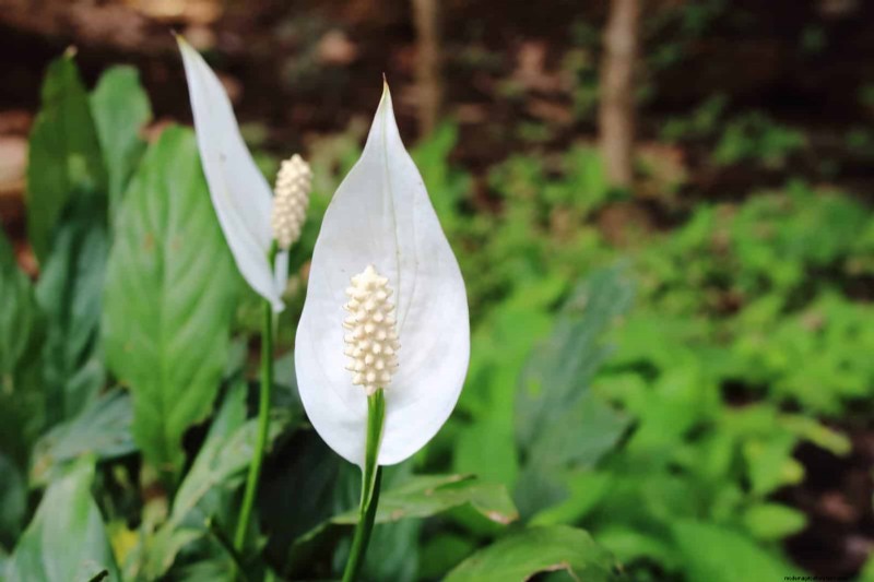 Is Your Peace Lily Not Thriving? 7 Signs It Needs More Light