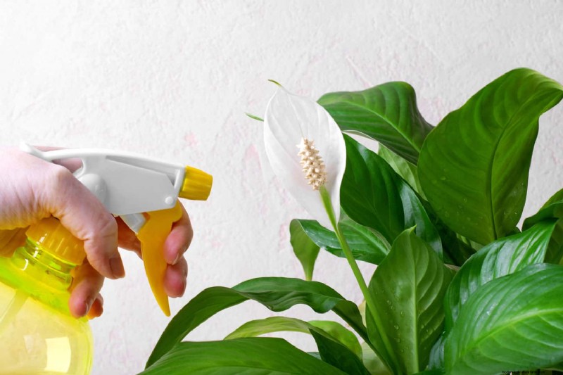 Is Your Peace Lily Not Thriving? 7 Signs It Needs More Light