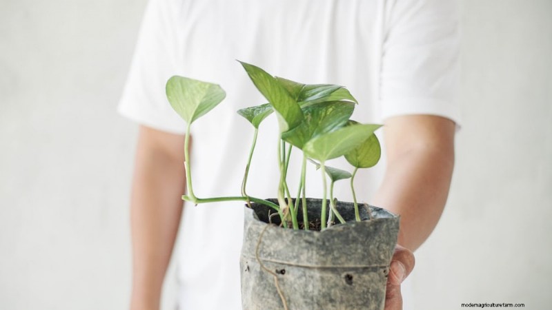Pothos Care: 8 Common Mistakes to Avoid for a Thriving Plant