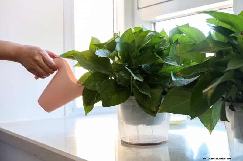 Pothos Care: 8 Common Mistakes to Avoid for a Thriving Plant