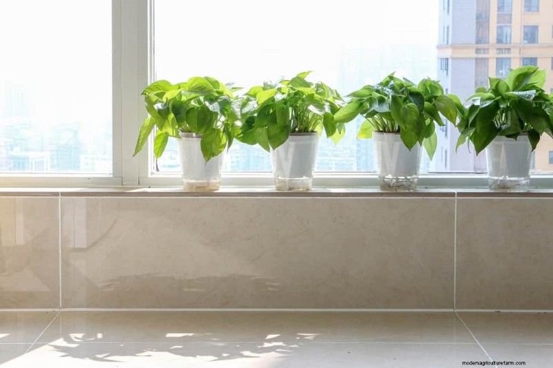 Pothos Care: 8 Common Mistakes to Avoid for a Thriving Plant