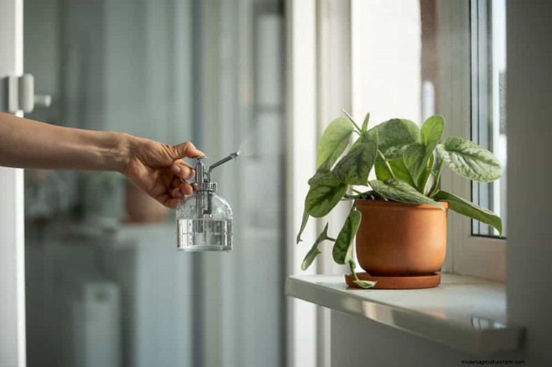 Pothos Care: 8 Common Mistakes to Avoid for a Thriving Plant