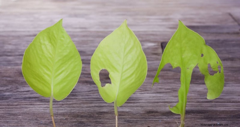 Pothos Care: 8 Common Mistakes to Avoid for a Thriving Plant