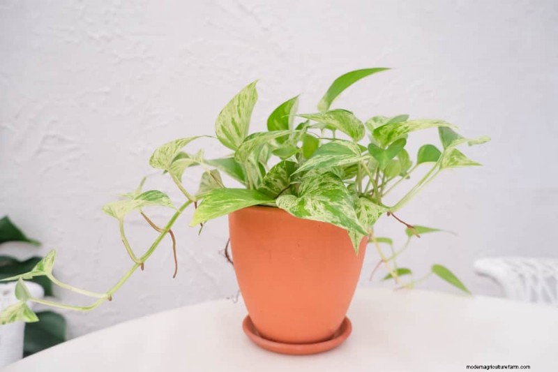 Pothos Care: 8 Common Mistakes to Avoid for a Thriving Plant