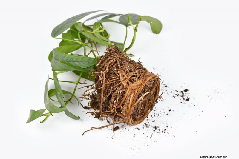 Pothos Care: 8 Common Mistakes to Avoid for a Thriving Plant