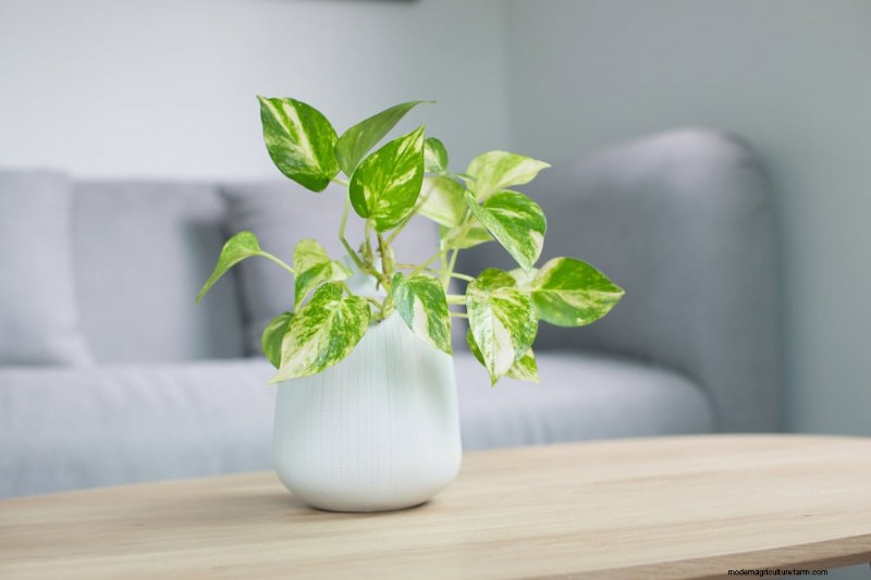 Pothos Care: 8 Common Mistakes to Avoid for a Thriving Plant
