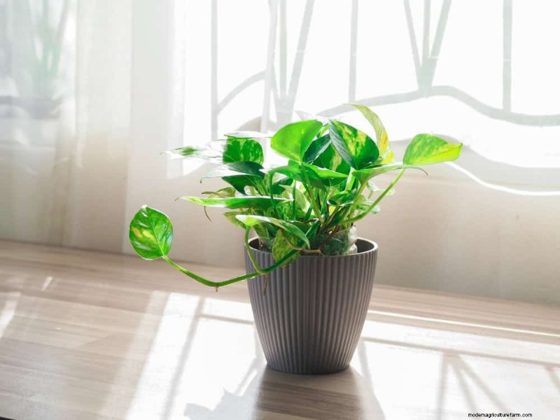 Pothos Care: 8 Common Mistakes to Avoid for a Thriving Plant