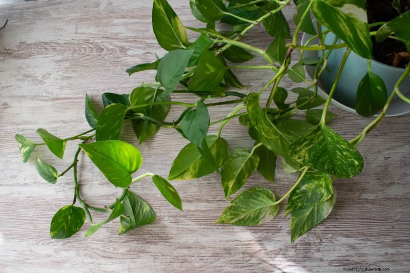 Pothos Care: 7 Expert Tips for Thriving Vines