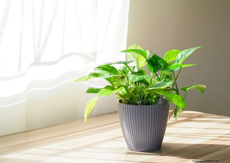 Pothos Care: 7 Expert Tips for Thriving Vines