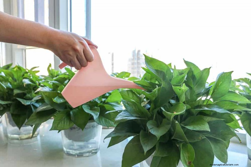 Pothos Care: 7 Expert Tips for Thriving Vines