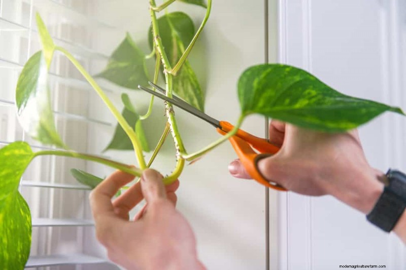 Pothos Care: 7 Expert Tips for Thriving Vines