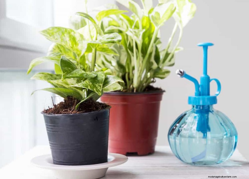 Pothos Care: 7 Expert Tips for Thriving Vines