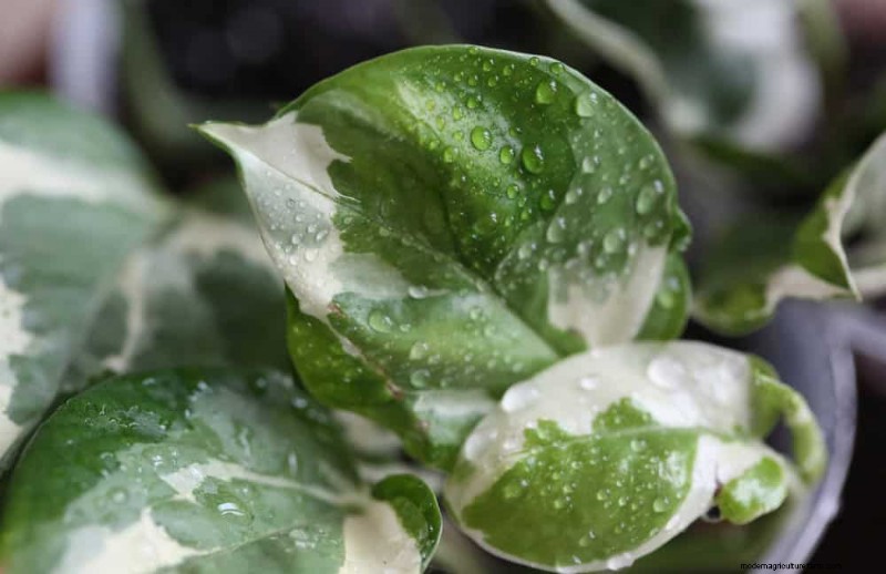 Pothos Care: 7 Expert Tips for Thriving Vines