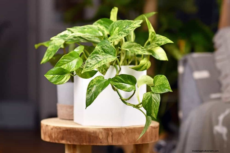 Pothos Problems: Recognizing & Resolving 8 Common Issues