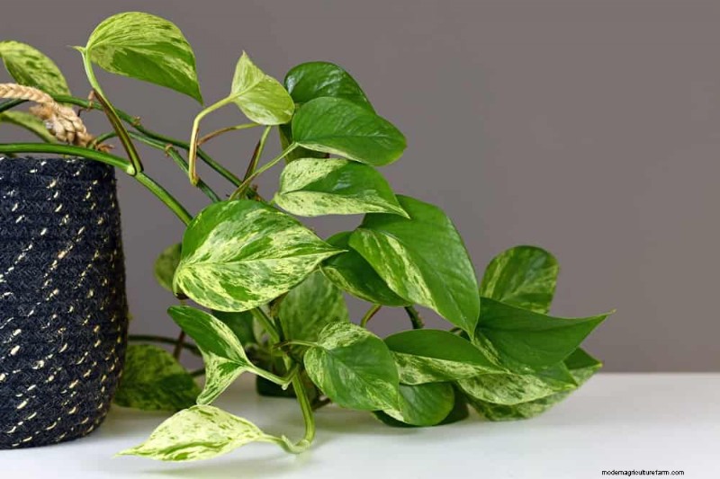 Pothos Problems: Recognizing & Resolving 8 Common Issues