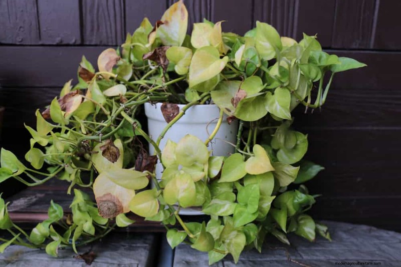 Pothos Problems: Recognizing & Resolving 8 Common Issues
