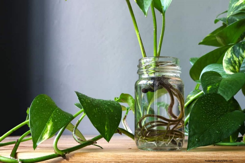 Pothos Problems: Recognizing & Resolving 8 Common Issues