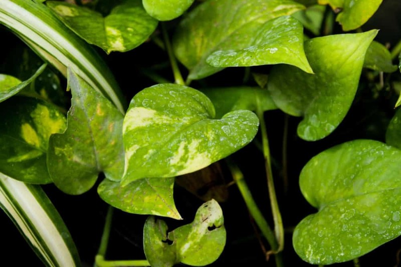 Pothos Problems: Recognizing & Resolving 8 Common Issues