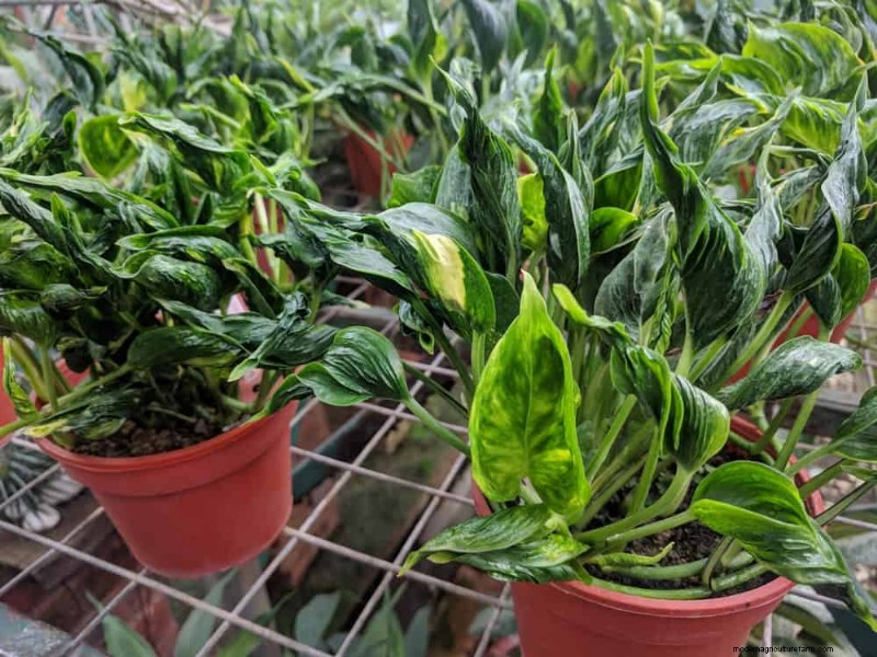 Pothos Problems: Recognizing & Resolving 8 Common Issues