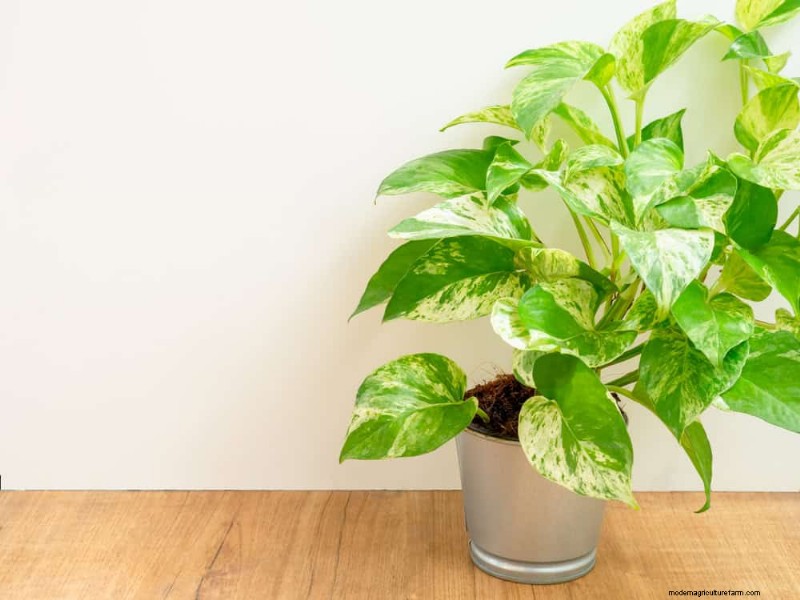 Pothos Problems: Recognizing & Resolving 8 Common Issues