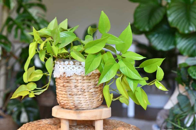 Pothos Plants: 6 Reasons Why They re Ideal for Indoor Spaces