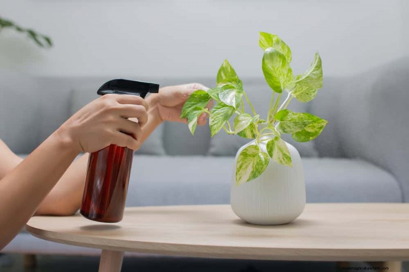 Pothos Plants: 6 Reasons Why They re Ideal for Indoor Spaces