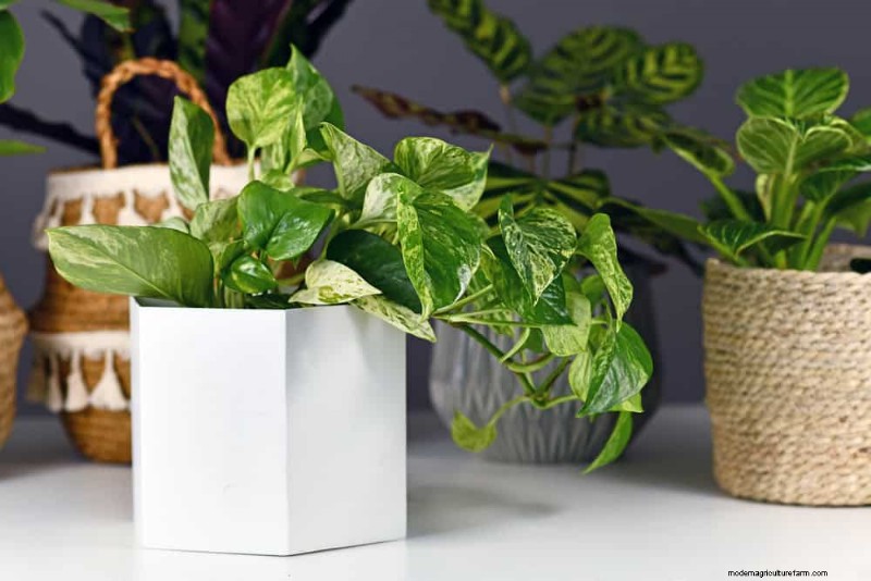 Pothos Plants: 6 Reasons Why They re Ideal for Indoor Spaces