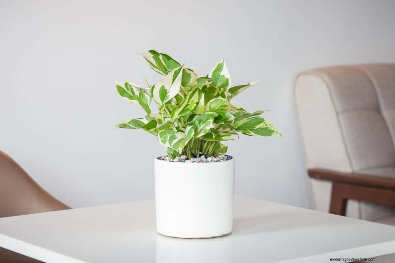 Pothos Plants: 6 Reasons Why They re Ideal for Indoor Spaces