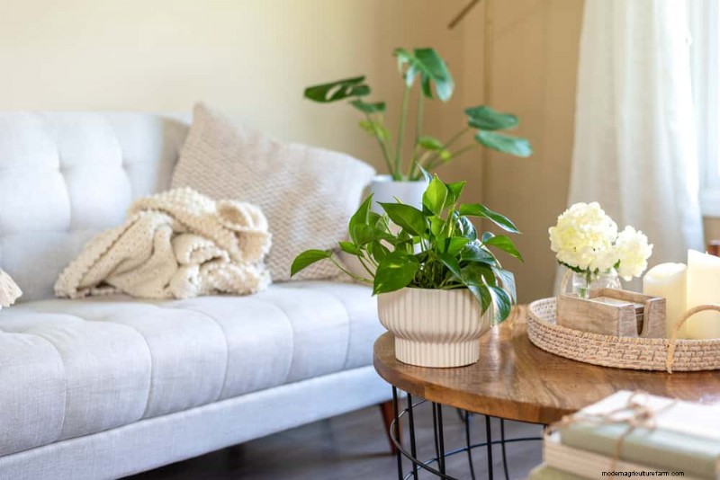 Pothos Plants: 6 Reasons Why They re Ideal for Indoor Spaces