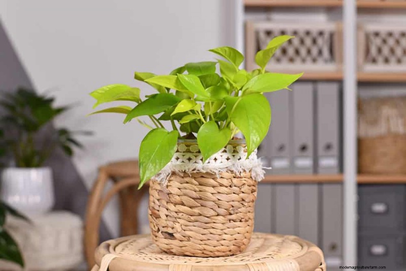 Pothos Plants: 6 Reasons Why They re Ideal for Indoor Spaces