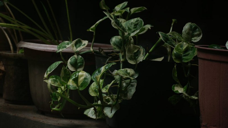 Pothos Plants: 6 Reasons Why They re Ideal for Indoor Spaces
