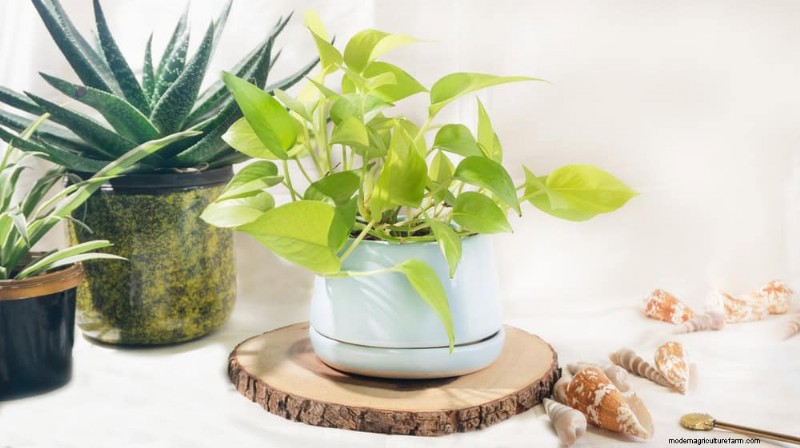 Pothos Plants: 6 Reasons Why They re Ideal for Indoor Spaces