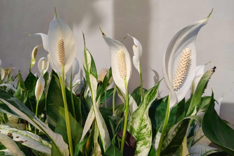 Peace Lily Watering Guide: Expert Tips for a Thriving Plant