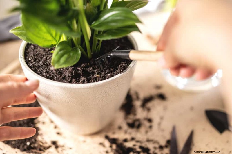 Peace Lily Watering Guide: Expert Tips for a Thriving Plant