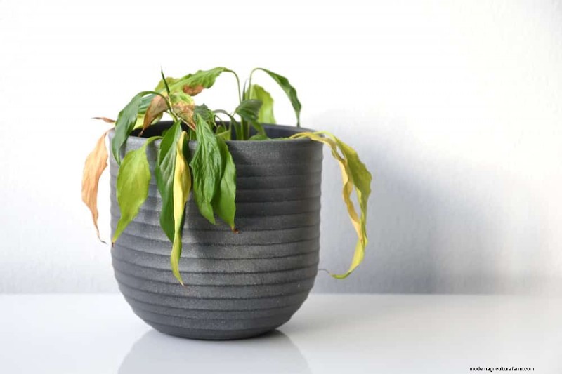 Peace Lily Watering Guide: Expert Tips for a Thriving Plant