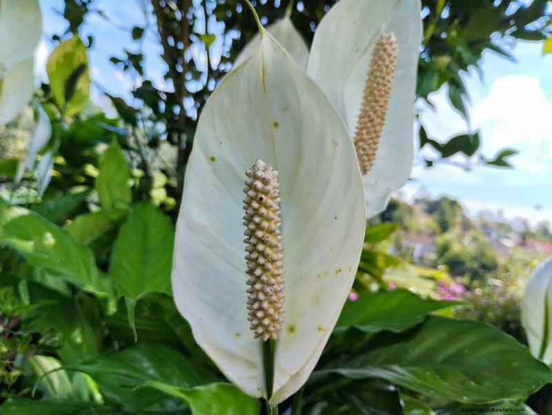 Peace Lily Watering Guide: Expert Tips for a Thriving Plant