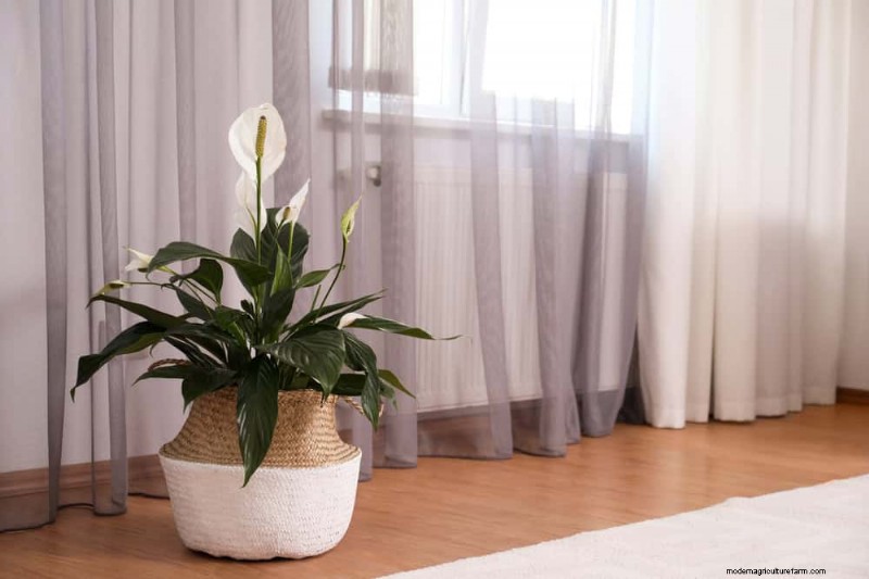 Peace Lily Watering Guide: Expert Tips for a Thriving Plant