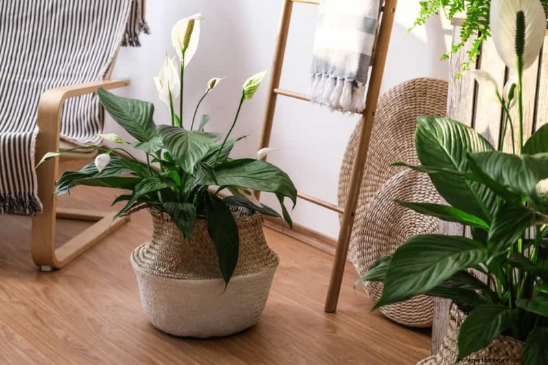 Peace Lily Care: Troubleshooting Common Problems & Solutions