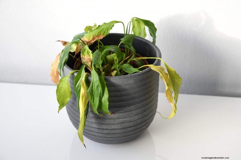 Peace Lily Care: Troubleshooting Common Problems & Solutions