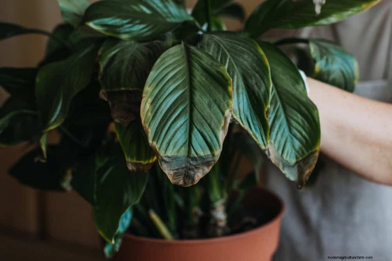 Peace Lily Care: Troubleshooting Common Problems & Solutions