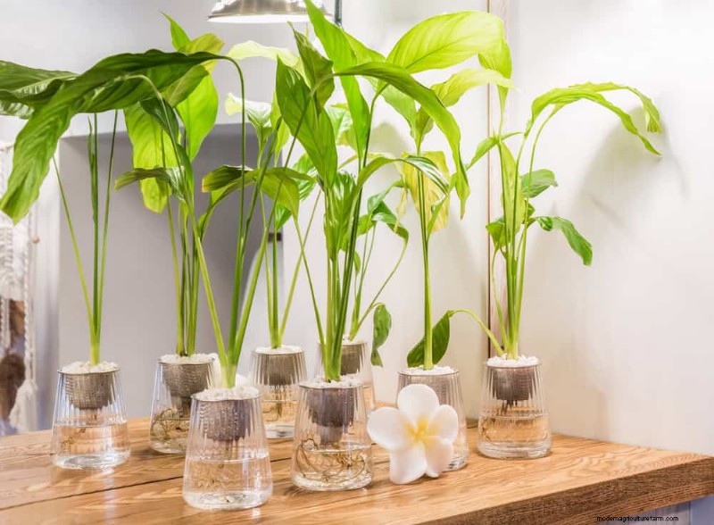 Peace Lily Care: Troubleshooting Common Problems & Solutions