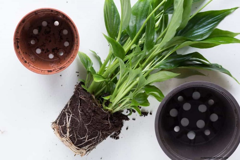 Peace Lily Care: Troubleshooting Common Problems & Solutions