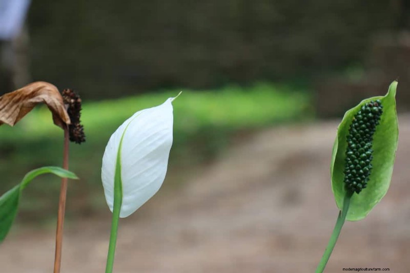 Peace Lily Care: Troubleshooting Common Problems & Solutions