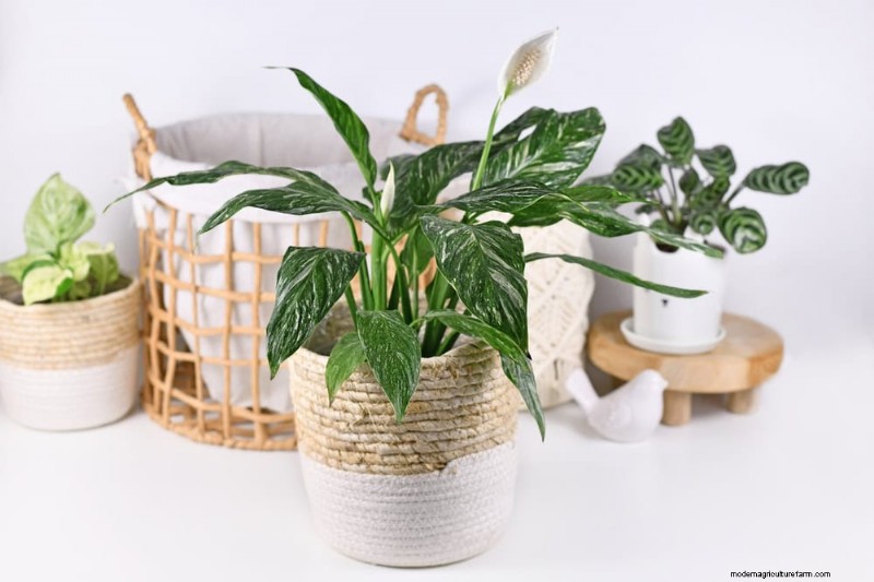 Peace Lily Care: Troubleshooting Common Problems & Solutions